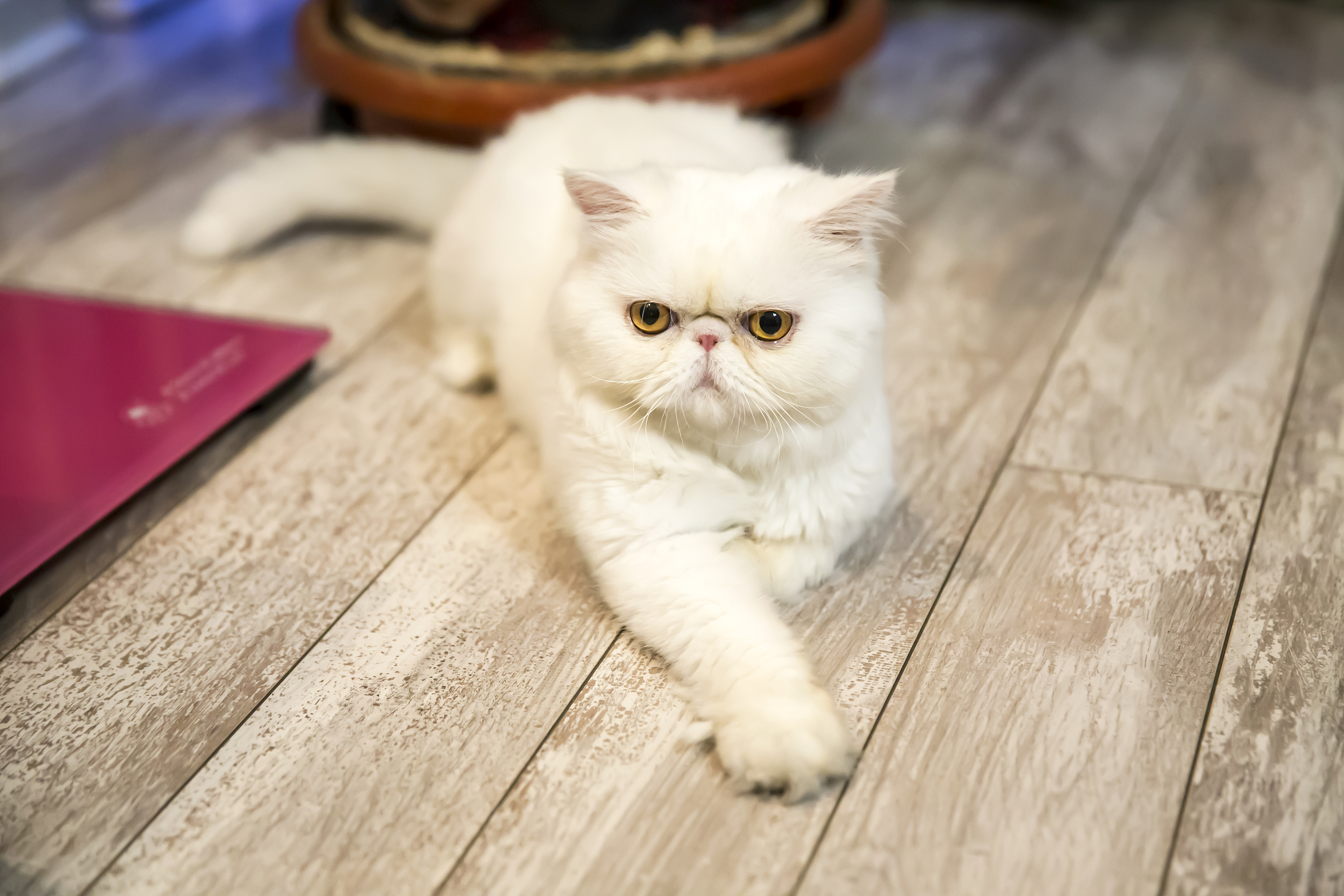 加菲猫的生活习性